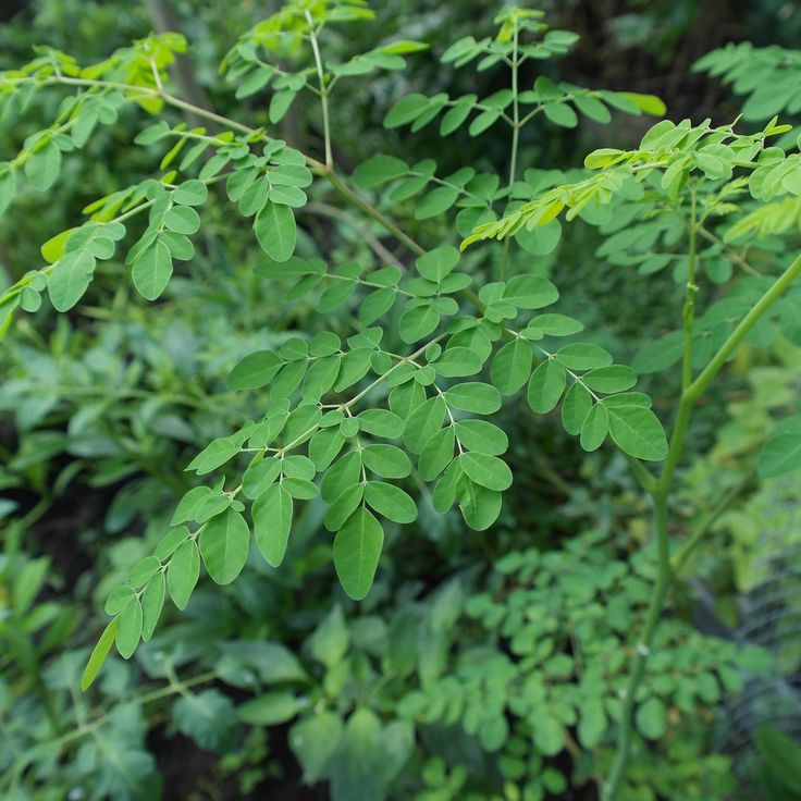 Moringa _ prévention des maladies chroniques dégénératives