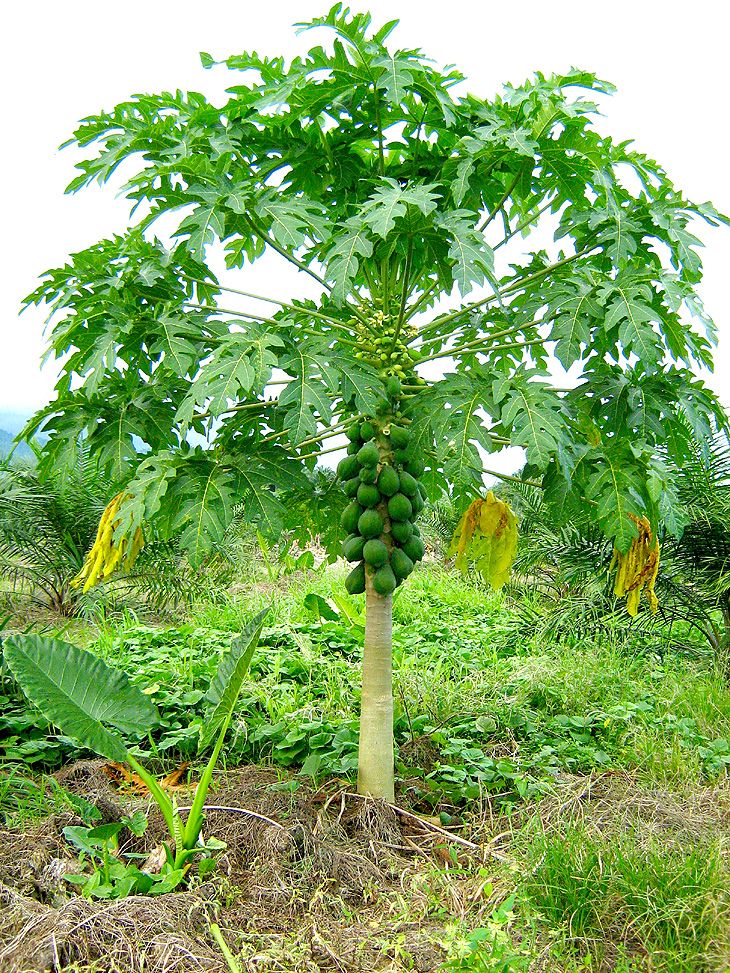 PAPAYA