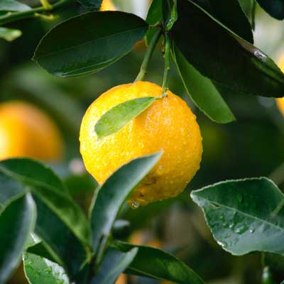 horticulture-fruit-produce.jpg